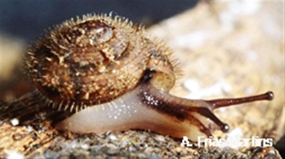 Moreletina horripila (Morelet & Drouët, 1857)